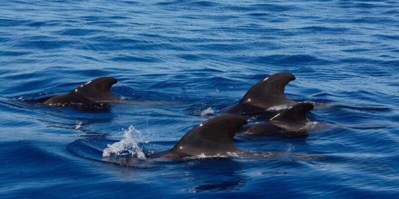 dolphin-and-whale-watching-in-negombo