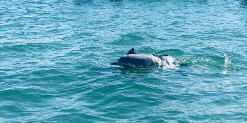 dolphin-and-whale-watching-in-negombo