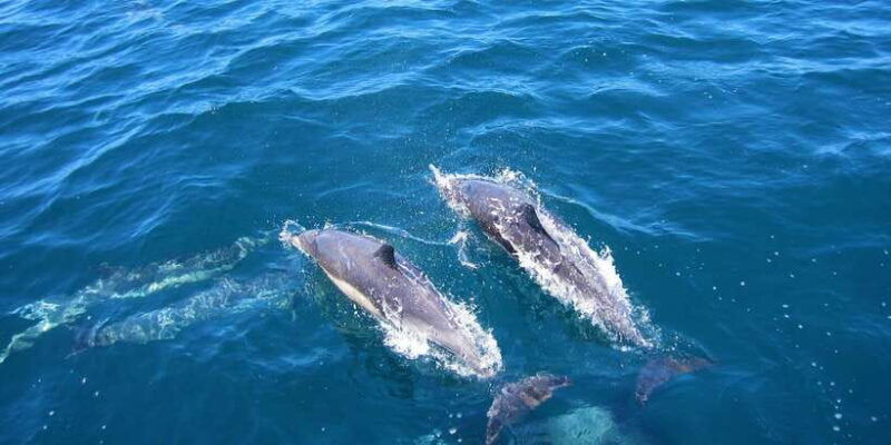 dolphin-and-whale-watching-in-negombo
