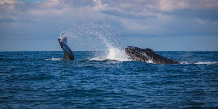 dolphin-and-whale-watching-in-negombo