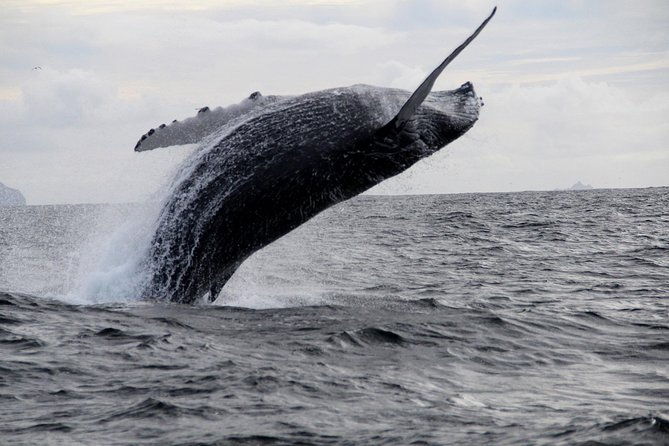 dolphin-and-whale-watching-tour-from-dingle