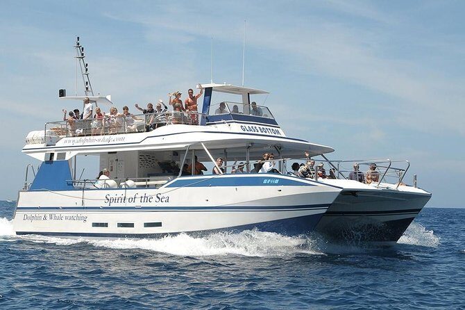 Dolphin and Whales watching cruise from Puerto Rico de Gran Canaria - What to Expect from the Dolphin and Whale Watching Tour