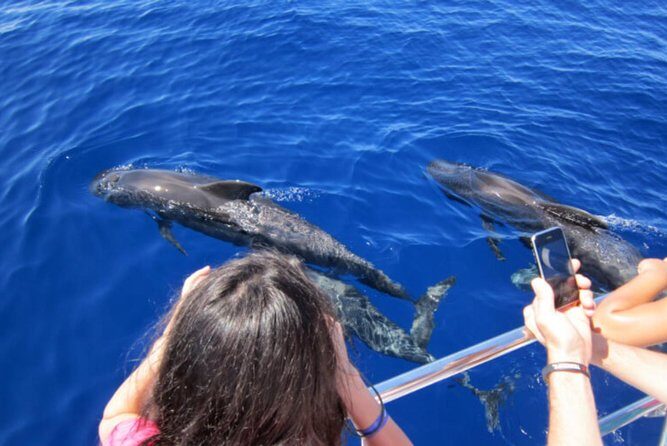 Dolphin and Whales watching cruise from Puerto Rico de Gran Canaria - The Itinerary in Detail