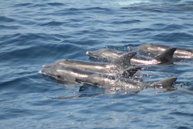 Dolphin and Whales watching cruise from Puerto Rico de Gran Canaria - The Sum Up