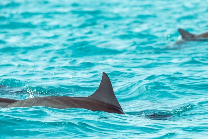 Dolphin Cruise in Dhiffushi - Key Points