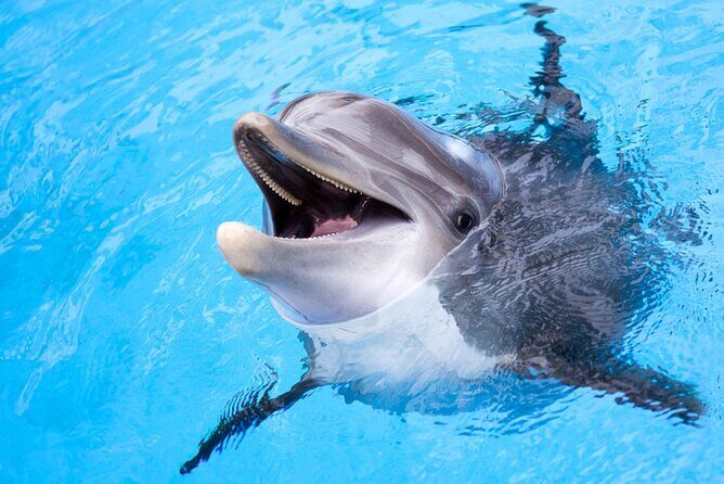 Dolphin Discovery Adventure in Hurghada - The Days Itinerary: What to Expect