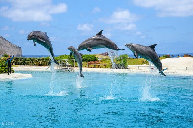 Dolphin Discovery Adventure in Hurghada - Who Should Consider This Tour?