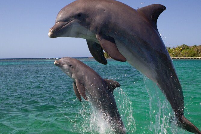Dolphin Discovery Adventure in Hurghada - FAQs
