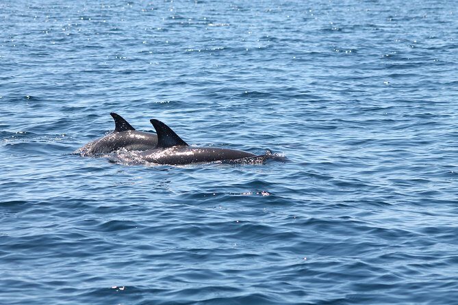 Dolphin Discovery - What to Expect from the Dolphin Discovery Tour
