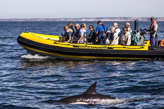 Dolphin Discovery - A Closer Look at the Experience