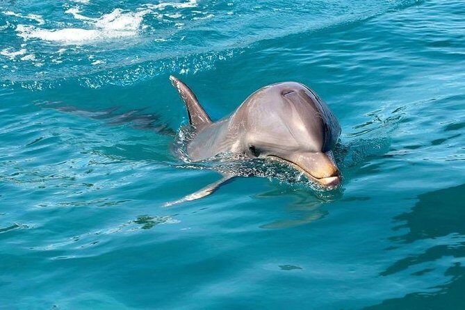 Dolphin Encounters, Ile aux Benitier & Crystal rock: Full-Day (Lunch & Transfer) - Final Thoughts