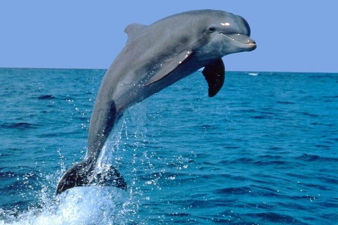 Dolphin Experience in Open Sea and South West Tour of Mauritius including Lunch - Key Points