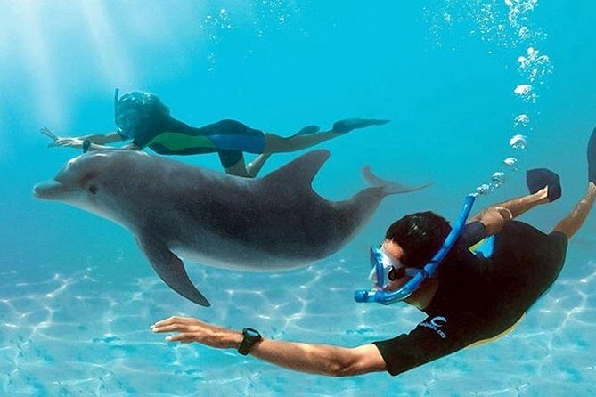 Dolphin House By Private Speed Boat & Drinks & Transfer-Hurghada - Key Points