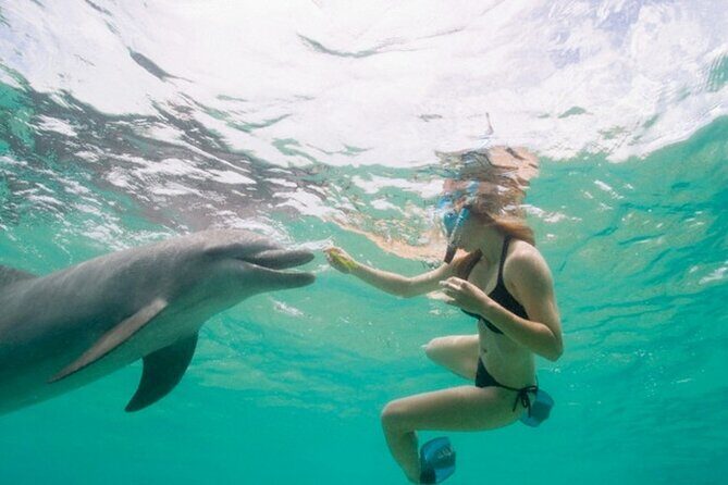 Dolphin House Cruise with water sports and Lunch in Hurghada - Key Points