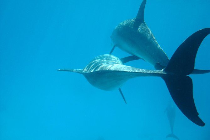 Dolphin house - Key Points
