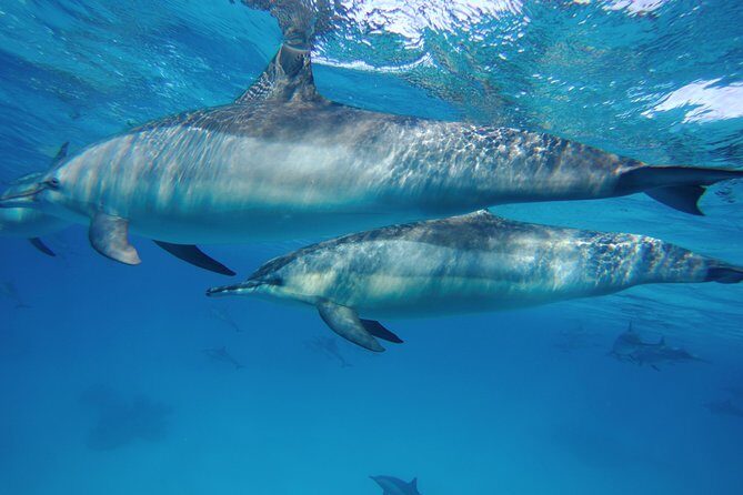 Dolphin House Reef Snorkeling Sea Trip With Transfer - Marsa Alam - Authentic Insights from Reviews: Guides, Marine Life, and Atmosphere