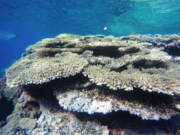 Dolphin House Reef Snorkeling Sea Trip With Transfer - Marsa Alam - Practical Tips for a Great Experience