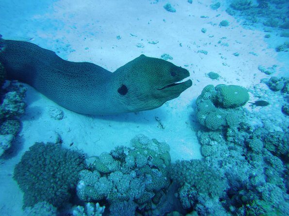 Dolphin House Reef Snorkeling Sea Trip With Transfer - Marsa Alam - FAQ