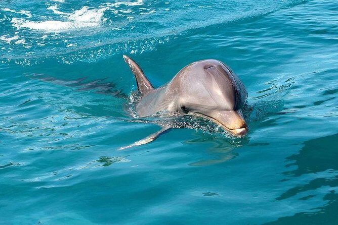 Dolphin House Royal sea Trip Luxury Boat With Transfer - Hurghada - Key Points