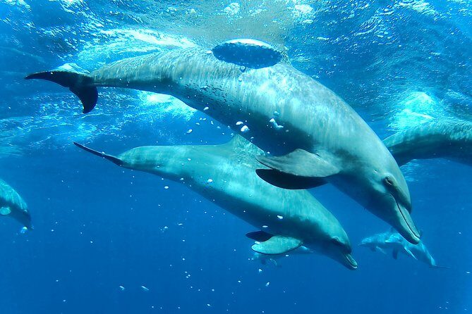 Dolphin House Royal sea Trip Luxury Boat With Transfer - Hurghada - Final Thoughts