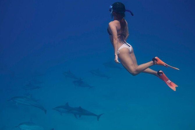 Dolphin House Royal VIP Special Day Snorkeling Sea Trip With Lunch - Hurghada - Exploring the Marine Highlights