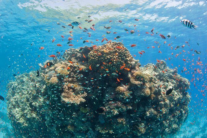 Dolphin House Royal VIP Special Day Snorkeling Sea Trip With Lunch - Hurghada - Who Should Consider This Tour