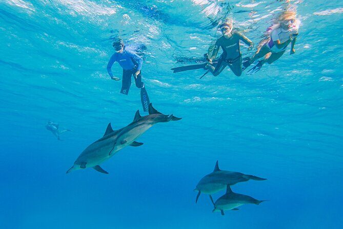 Dolphin House Samadai Reef Boat Snorkeling Trip from Marsa Alam - Why the Samadai Reef Snorkeling Tour Deserves a Spot on Your Egypt Itinerary