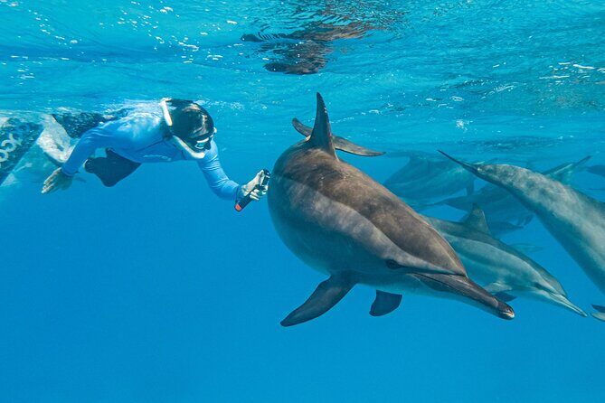 Dolphin House Samadai Reef Boat Snorkeling Trip from Marsa Alam - The Itinerary in Detail