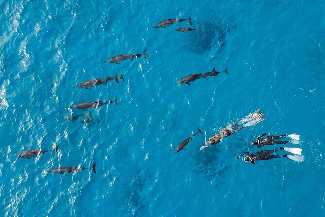 Dolphin House Samadai Reef Boat Snorkeling Trip from Marsa Alam - Transportation and Group Size