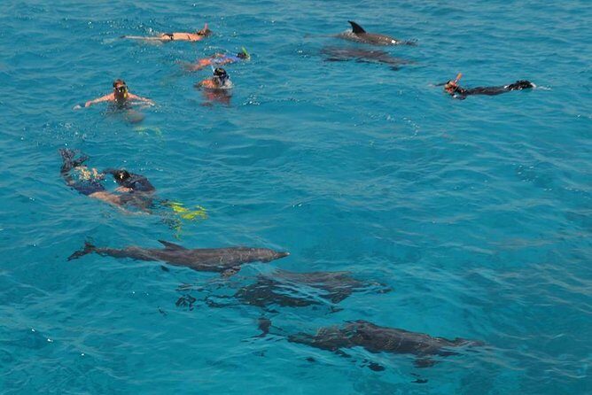 Dolphin House sea trip - What You Can Expect from the Dolphin House Sea Trip