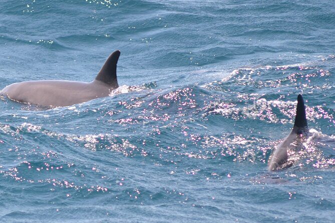 Dolphin House Sea Trip - HURGHADA VIP - Who Will Love This Tour?