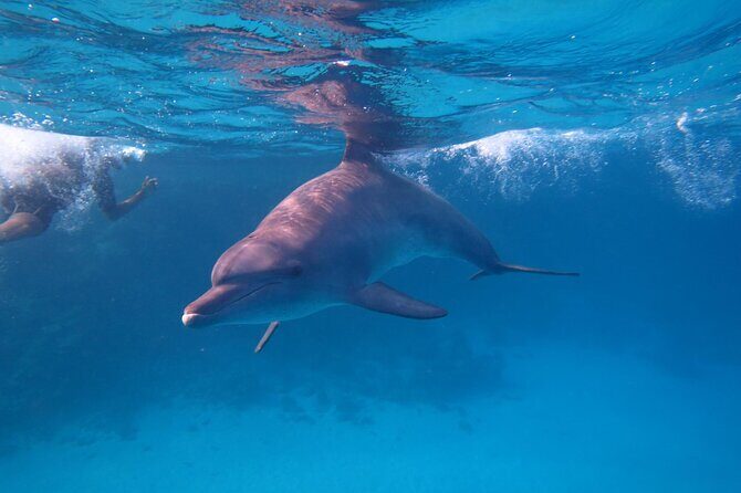 Dolphin House Sea Trip - HURGHADA VIP - The Sum Up