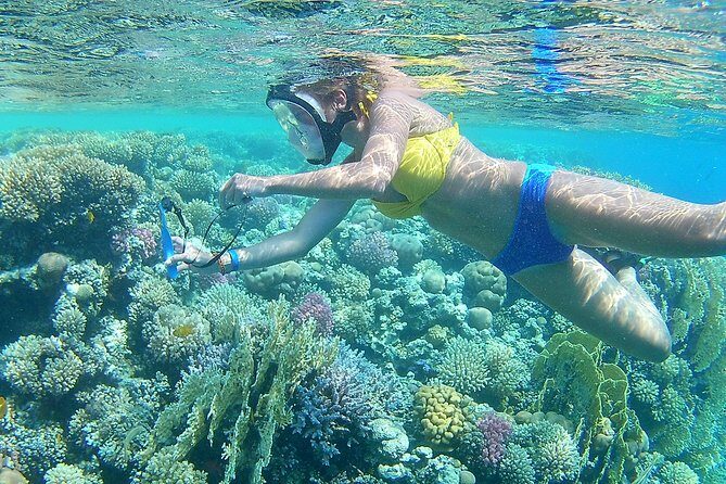 Dolphin House Sea Trip with Snorkeling Adventure - Marsa Alam - Who Will Love This Experience?