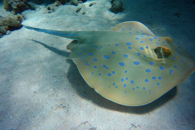 Dolphin House Sea Trip with Snorkeling Adventure - Marsa Alam - FAQs