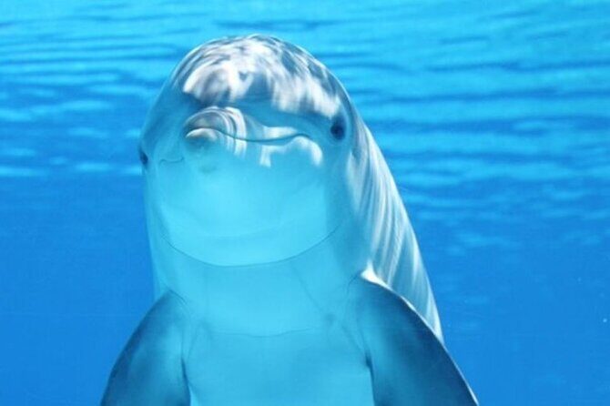 Dolphin House Snorkel & Water Fun Activity with Lunch - Hurghada - Exploring the Dolphin House Snorkel & Water Fun Activity in Hurghada