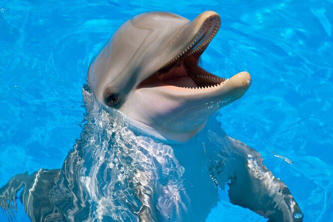 Dolphin House Snorkel & Water Fun Activity with Lunch - Hurghada - Who Will Love This Experience?