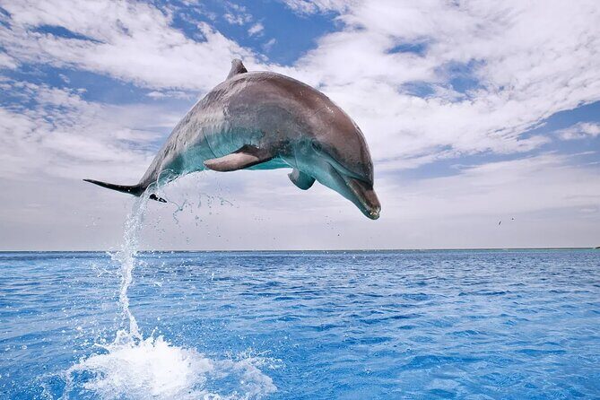 Dolphin House Snorkel & Water Fun Activity with Lunch - Hurghada - FAQs about the Hurghada Dolphin House Snorkel & Water Fun Tour