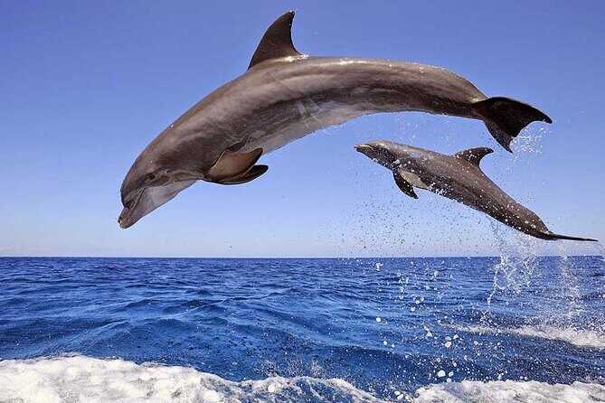 Dolphin House Snorkeling Fun in Hurghada - Key Points