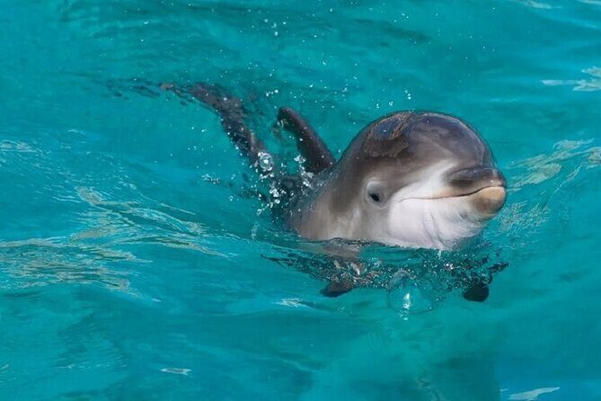 Dolphin House Snorkeling Sea Trip, Water Sport , Lunch - Hurghada - Key Points