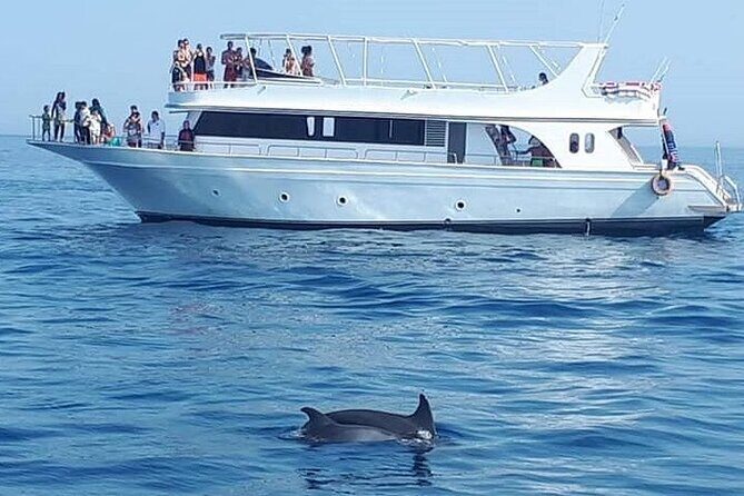 Dolphin House Snorkeling Sea Trip With Transfers  Marsa Alam - Key Points