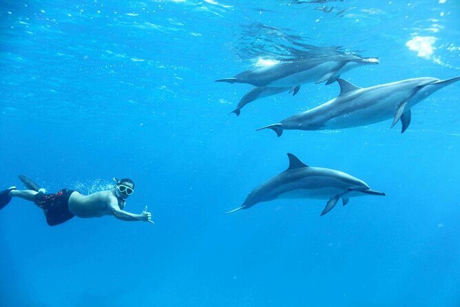Dolphin House Snorkeling Sea Trip With Transfers  Marsa Alam - The Journey to Dolphin House: What to Expect