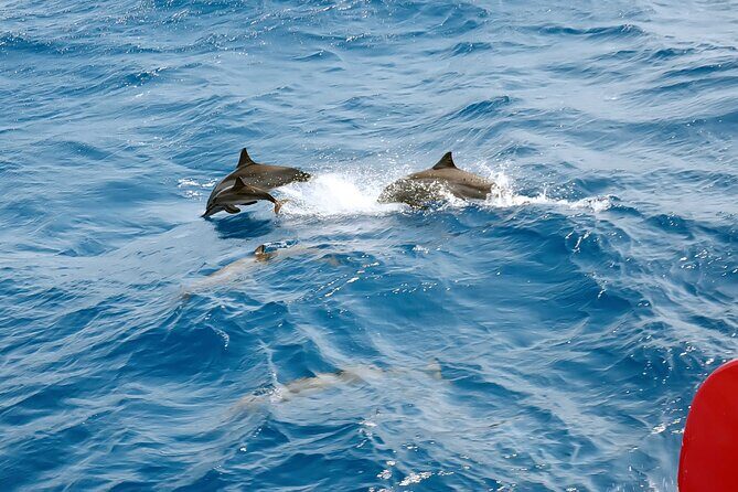 Dolphin House Snorkeling Sea Trip With Transfers  Marsa Alam - Practical Details and Tips