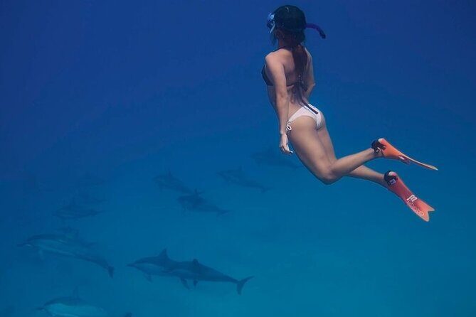 Dolphin House Snorkeling Sea Trip With Transfers  Marsa Alam - Authentic Insights from Reviewers
