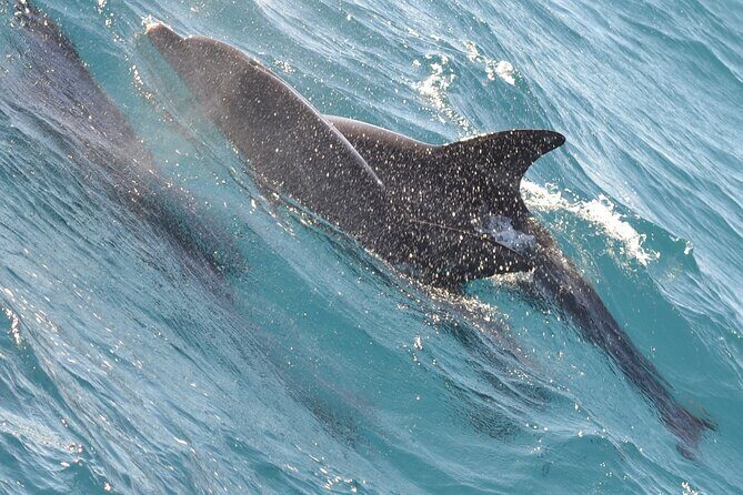 Dolphin House Snorkeling Sea Trip With Transfers  Marsa Alam - The Sum Up