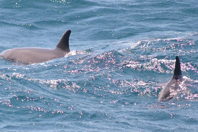 Dolphin House Snorkeling Sea Trip With Transfers  Marsa Alam - FAQ