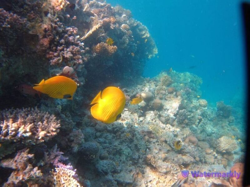 Dolphin house snorkeling trip - Key Points