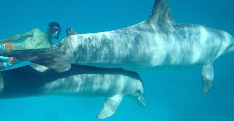 Dolphin house snorkeling trip - The Sum Up: Is It Worth It?