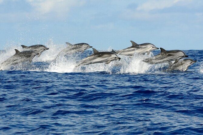 Dolphin House Snorkeling Trip + Water Sport With Lunch - Hurghada - Practical Tips for Travelers