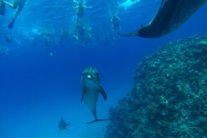 Dolphin House Snorkeling Trip + Water Sport With Lunch - Hurghada - The Sum Up