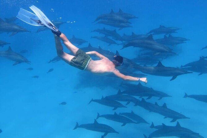 Dolphin House Snorkeling Trip & Water Sport With Lunch - Hurghada - Key Points